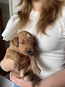 Štěňátka F2 Goldendoodle - 9