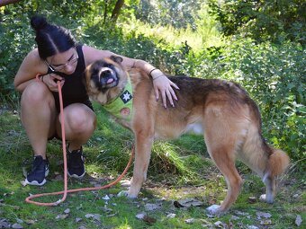 🐾 Tessar – mladý kříženec německého ovčáka a akita inu hled - 9