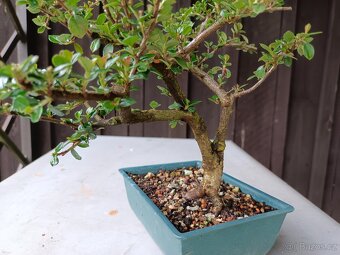 bonsai, bonsaj - 9