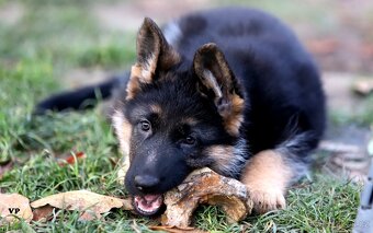 Německý ovčák - 9