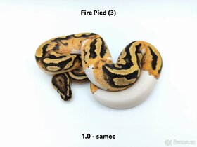 Krajta královská (Python regius) - mláďata - 9