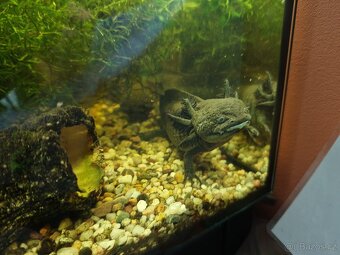 Axolotl - Mexický dráček - Axík Axelotl - 9