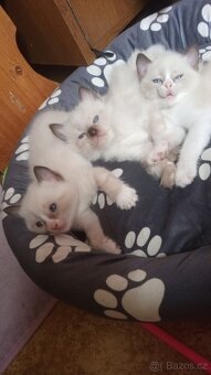 Kotátka Ragdoll bez PP - 9