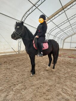 Pony valach - 9
