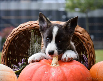 Welsh Corgi Cardigan Chlapec je připraven k vyzvednutí - 9