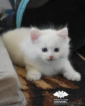 Ragdoll s PP – creme/red kocourek na výstavy a chov - 9