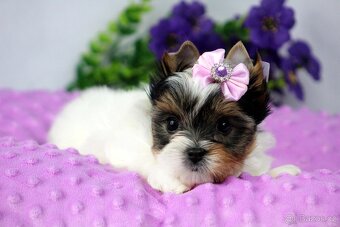 biewer yorkshire terrier s PP - 9