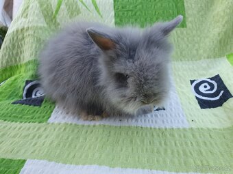 Zakrslý králík - 9