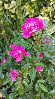 Trvalky, bylinky - 9