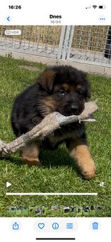 Štěňata-německý ovčák - 9