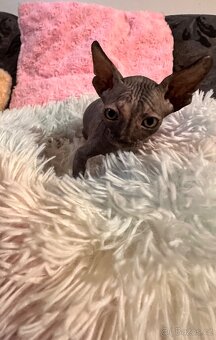 Kanadský Sphynx s průkazem původu - 9