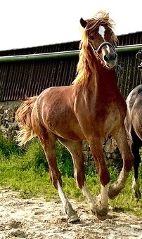 welsh cob D válašek - 9