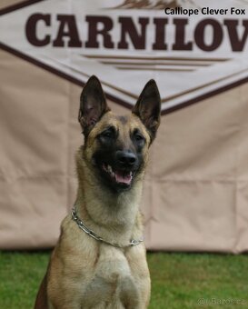 Belgický ovčák Malinois - 9