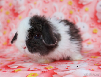 zakrslí beránci - 9