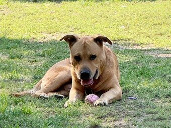 NERO K ADOPCI - přátelský, aktivní, učenlivý, pracovitý - 9