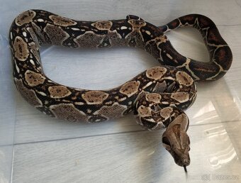 Boa imperator - DH Leopard VPI T+ Albino - 9
