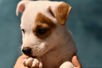 Jack Russell Terrier FCI - 9
