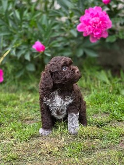 Italský vodní pes s PP - Lagotto romagnolo - 9
