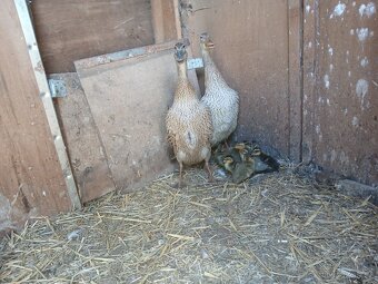 Kachny ruánské a saské - 9