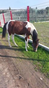 Prodám valacha  american paint horse - 9
