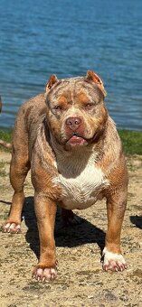 American bully xl, pitbull xxl merle tricolor - 9