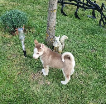 Sibirsky Husky - 9