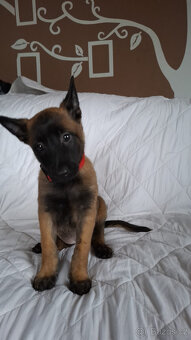 Belgický ovčák malinois bez PP - 9