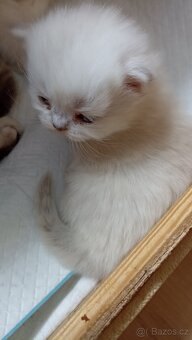 Britská kočička  s PP - 9