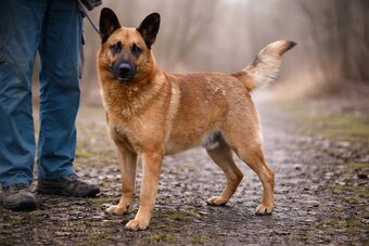 Archanas hledá domov - 9