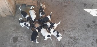 Štěňata Jack Russell Teriér - 9