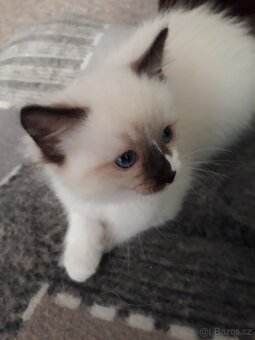 Ragdoll koťátka s PP - 9