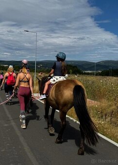 WPBr plavá tříletá kobylka - 9