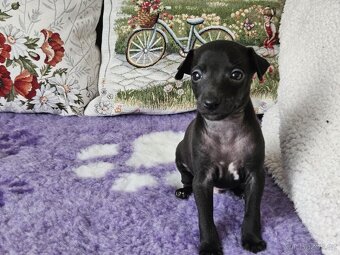 Italský chrtík s PP - 9