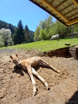 Appaloosa/Quarter horse - 9