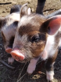 Kune Kune - 9