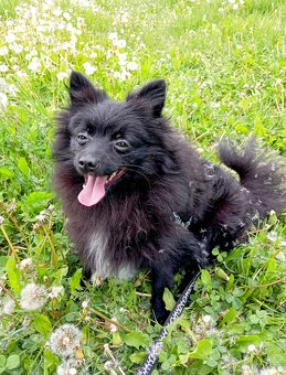 Pomeranian/ malý německý špic, fenečka. - 9