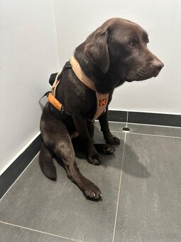 Hledá novou rodinu — Tayna, čokoládově hnědá labradorka. Jej - 9