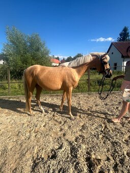 Pony do sportu - 9