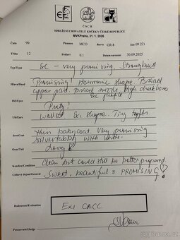 Kočka mainská mývalí s PP - 9