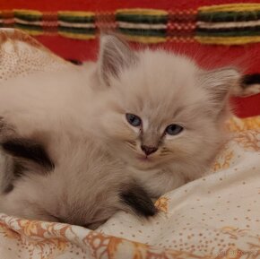 Maciatka ragdoll na odber - 9