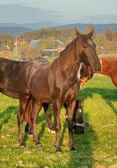 LUSITANO klisna s PP nar.v ČR - 9