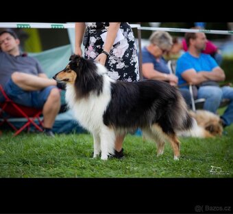 Kolie dlouhosrstá s PP - 9