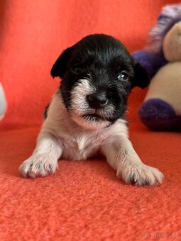 Knírač malý barevný - 9