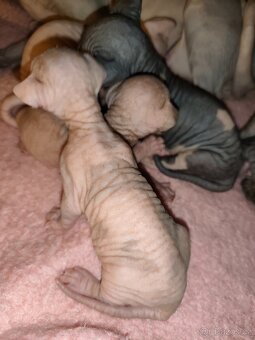 Kanadský sphynx - 9