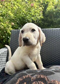štěňata labrador a Bílý kluk – připravena k odběru - 9