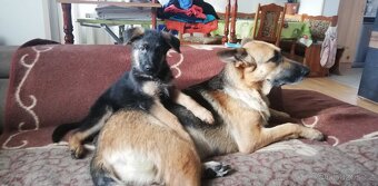 Nemecky ovčák typu Rex(štěňata) - 9