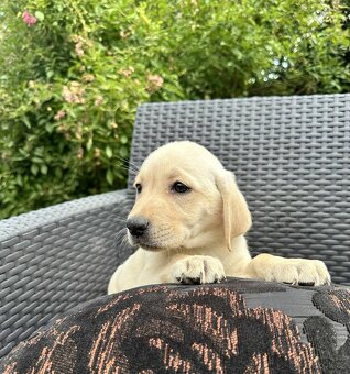 štěňata labrador a Bílá Fenka – připravena k odběru - 9