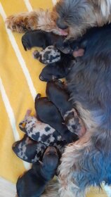 Jorkšírsky teriér, krytí Ne na prodej - 9