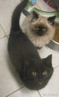 Černý hodný medvídek 3měsíční Míša hledá domov. - 9