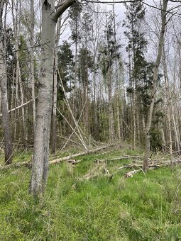 Prodám lesní pozemky v k.ú. Hradiště u Domažlic - 9